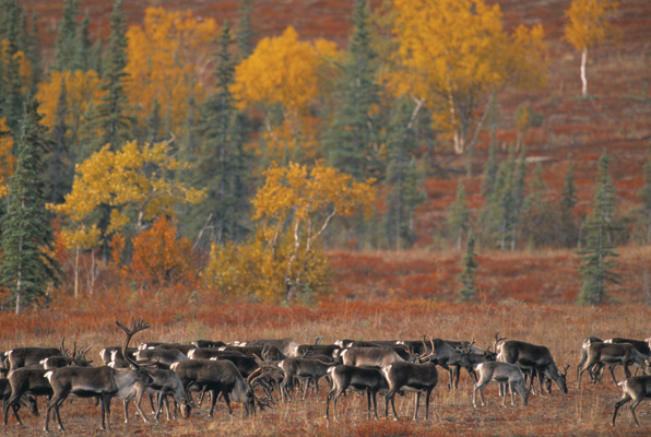 Image Credits Shutterstockcom BMJ These migrating caribou are in Alaska - photo 4