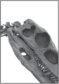 The Mesozoic Era Age of Dinosaurs - photo 6