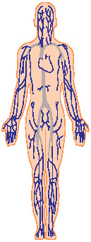 The central nervous system The autonomic nervous system 1 The central - photo 1