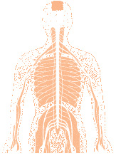 The autonomic nervous system 1 The central nervous system comprising the - photo 2