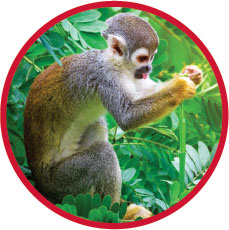 Squirrel monkey There are four levels of every tropical rainforest the - photo 5