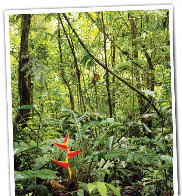 Nutrients in the rainforest are found in the living plants and in the leaf - photo 11