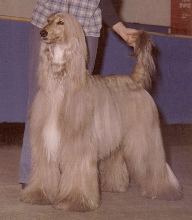 Airedale Terrier A large terrier which has a long flat head and a harsh wiry - photo 1