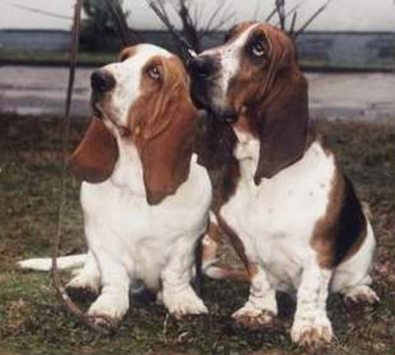 Beagle A hardy small hound which usually has a tri-coloured coat but can be - photo 5