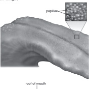 The Digestive System - photo 2