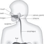 The Digestive System - photo 3