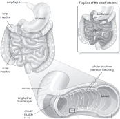 The Digestive System - photo 4