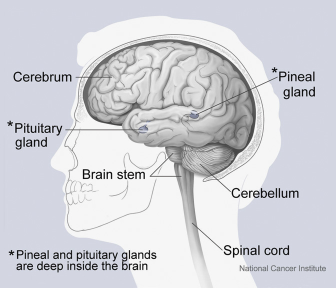 Image Credit Alan HoffringNational Cancer Institute New discoveries show that - photo 3