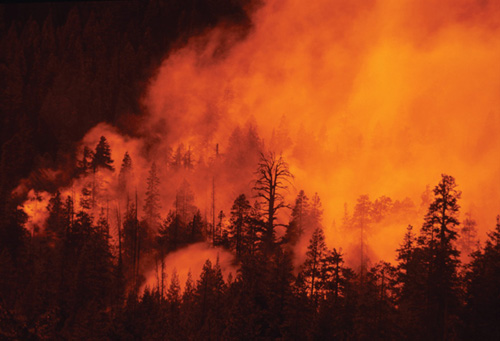 Flames raging through a coniferous forest in Yosemite National Park in - photo 2