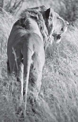 Soul of a Lion One Womans Quest to Rescue Africas Wildlife Refugees - image 1