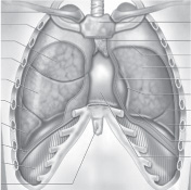 The Respiratory System - photo 2