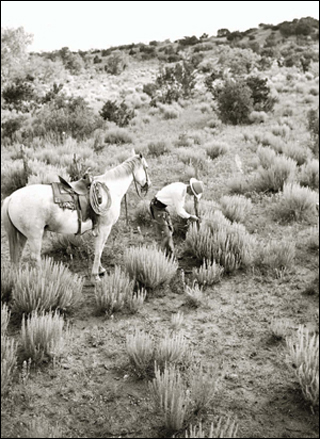 F or many people the thought of the desert conjures up images of vast expanses - photo 2