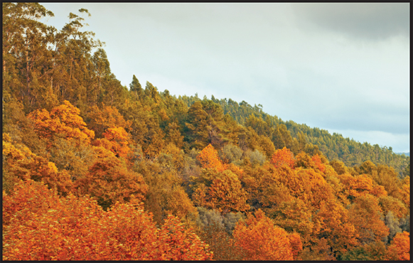 Image Credits Shutterstockcom cristovao Forests are filled with deciduous - photo 2