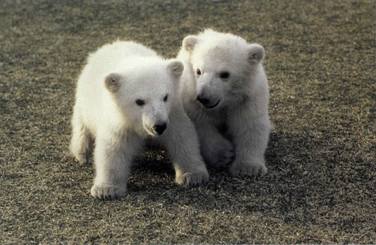 L ETS WALK TOGETHER L EFT RIGHT LEFT RIGHT POLAR BEAR MATH L - photo 7