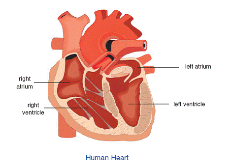 02 Blood Vessels Pipelines For Blood Your blood vessels are a network of - photo 8