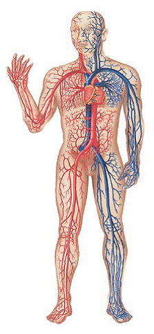 Your heart pumps the used blood through the pulmonary artery to the lungs - photo 9