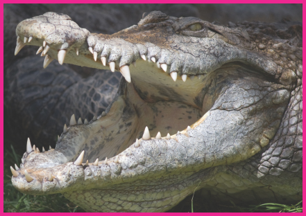 Image Credit Shutterstockcom A crocodile can replace lost teeth throughout - photo 9