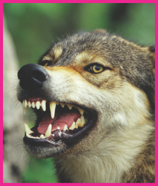 Image Credit Tom BrakefieldPhotoscom Meat eaters such as this gray wolf - photo 3