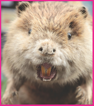 Image Credit good eyePhotoscom Plant eaters such as this beaver use their - photo 4