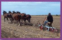 Image Credit Shutterstockcom plowA farm tool that cuts and turns over soil - photo 6