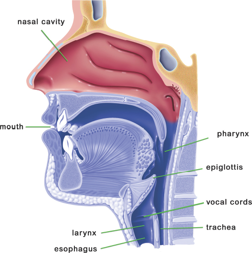 Image Credit BSIP Science Source Did you realize that your throat has so many - photo 8