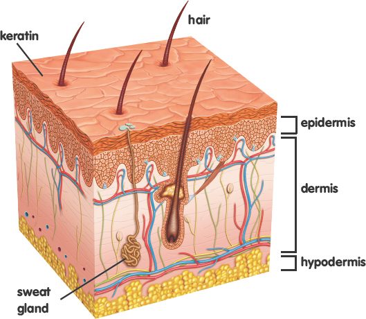 Image Credit Shutterstockcom Here is a close-up look inside the skin A minor - photo 7