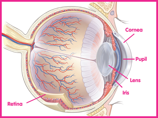 Image Credit Shutterstockcom This drawing of the eye shows some parts you - photo 7