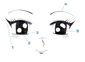 FEMALE Draw thicker eyelashes and eyelids on top Bottom eyelid and - photo 14