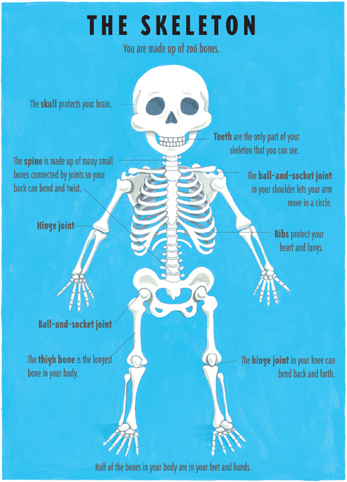 Muscles are attached to bones by tendons Muscles let you move and lift and - photo 14