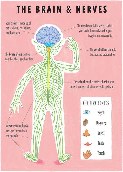 Your body is an amazing living machine And it only needs a few things to make - photo 18