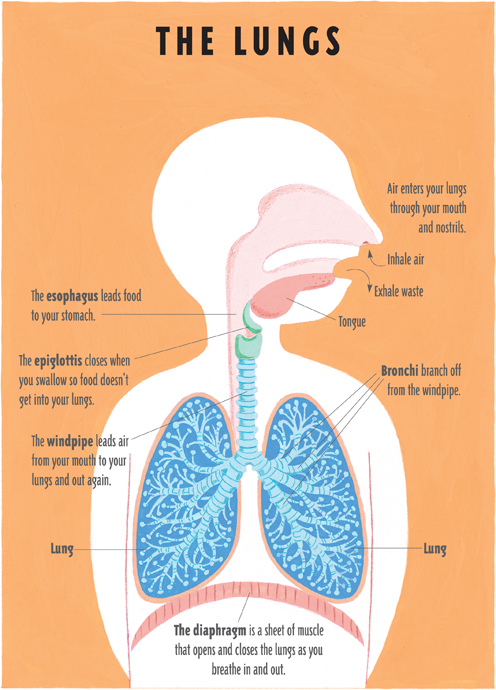 The heart moves oxygen from your lungs to the other parts of your body Your - photo 24