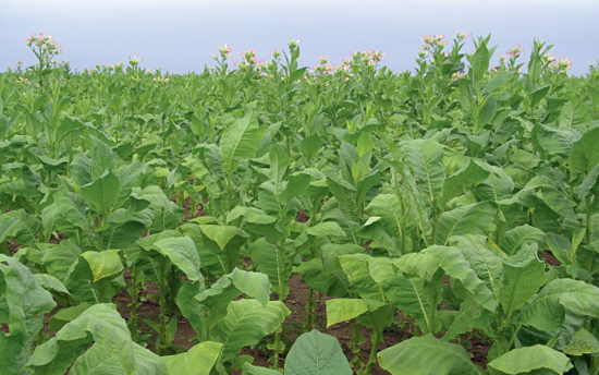 Tobacco grows in warm countries It is usually harvested by machine and then - photo 3