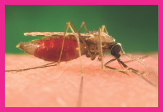 Image Credit James GathanyCDC Have you ever seen a mosquito this close up In - photo 5