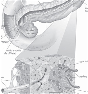 Battling and Managing Disease - photo 10