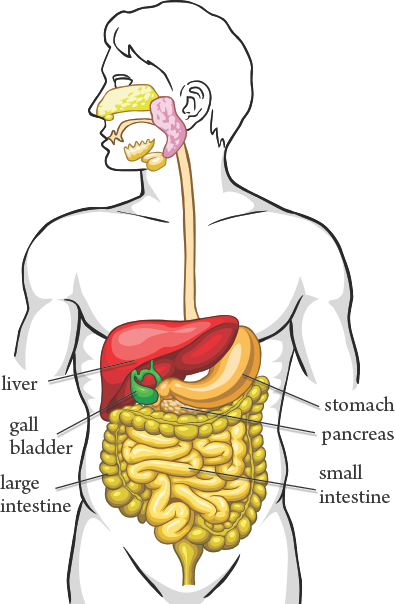 Image Credit Shutterstockcom Food passes from the mouth into the stomach and - photo 5