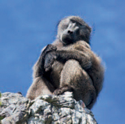 ABOVE The Cape Peninsula has a large population of chacma baboons many of - photo 7