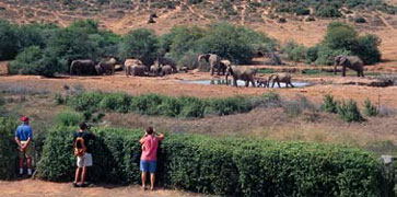 The waterhole immediately below Addos main camp top offers unmatched - photo 2