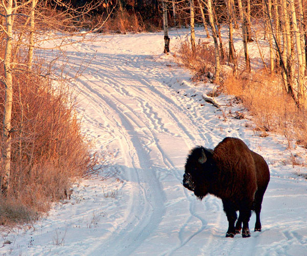 ISTOCKPHOTOCOMNORTHERN PHOTO Bison at Elk Island National Park - photo 5