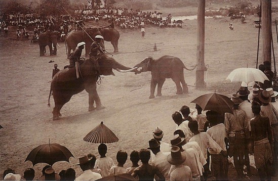 An elephant roundup staged in the old kraal near Ayutthaya late 19th century - photo 9