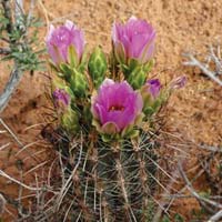 Southern Utah is so filled with staggering beauty drama and power that it - photo 9