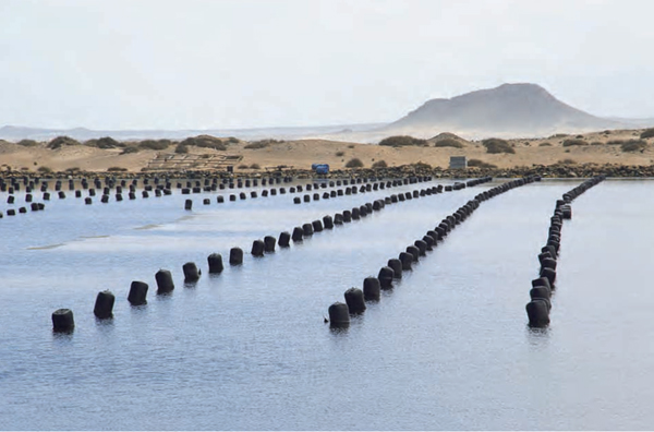 Successful oyster farming is a good sideline business at Alexander Bay Up - photo 7