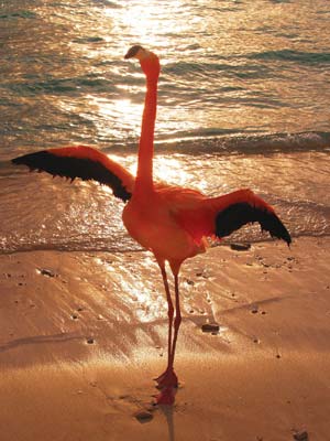 Peek out the window when coming in for a landing on Aruba Youll be struck by - photo 11