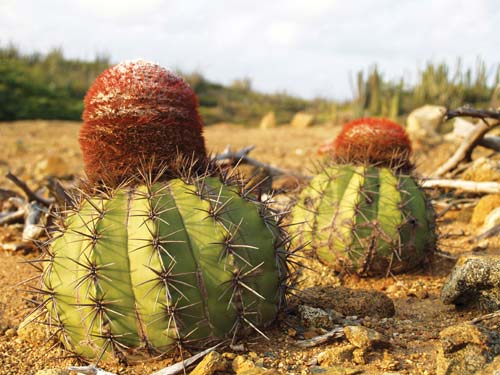 Turks Cap cactus known as bushi in Papiamento North Coast The dramatic - photo 21