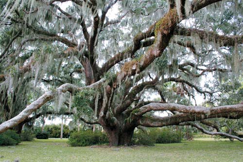 The live oak is an iconic image of the region South Georgia The states - photo 11