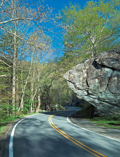 CONTENTS Spring in Joyce Kilmer Memorial Forest has the verdancy of a - photo 6