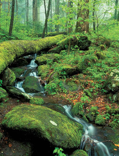 Spring in Joyce Kilmer Memorial Forest has the verdancy of a tropical rain - photo 7