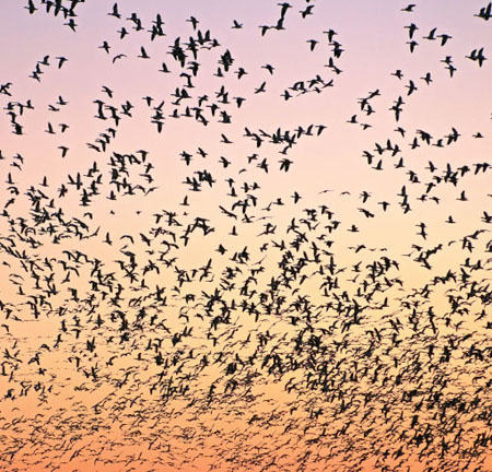 At sunrise during winter thousands of snow geese fill the skies over Pocosin - photo 8