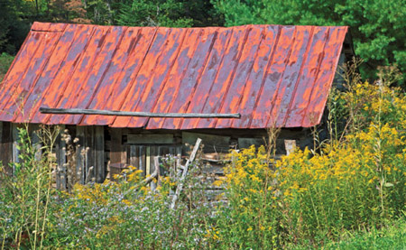 Goldenrods and asters grow at an old barn in western North Carolina Let me see - photo 9