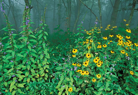 Black-eyed Susans and tall bellflowers grow along the Overmountain Victory - photo 13