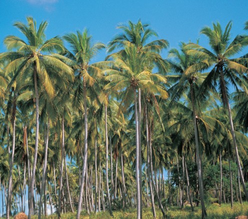 Before tourism the chao Sa mui or people of Samui made their living by - photo 15